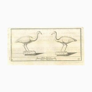 Various Artists, Birds Fresco, Etching, 18th Century-ZCI-1775547