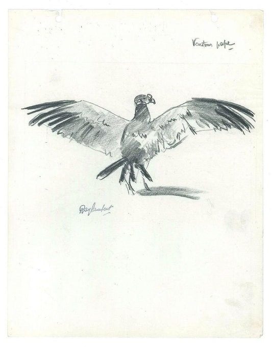 Vautour pape - Original Charcoal Drawing by Ray Lambert - Mid 20th Century Mid 20th Century