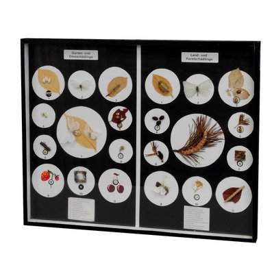 Vermins in the Garden and Forest School Teaching Display-KJP-1149134