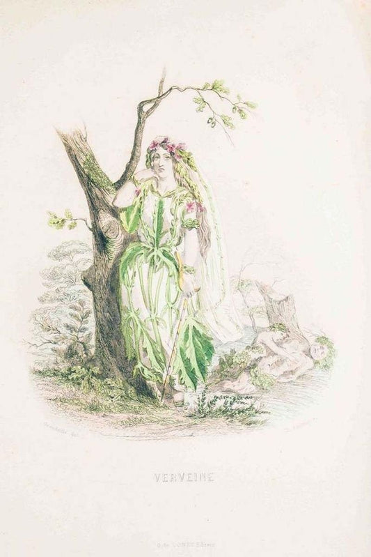 Verveine - Les Fleurs Animées Vol.II - Litho by J.J. Grandville - 1847 1847