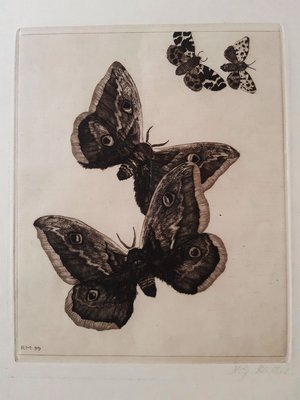 Vier Schmetterlinge - Original Etching by Richard Muller - 1899 1899-ZCI-761713