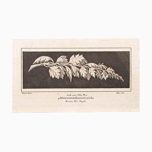 Vincenzo Aloja, Ranch with Leaves, Etching, 18th Century-ZCI-1760608