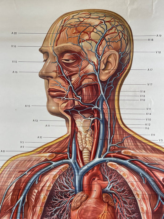 Vintage Anatomic School Poster the Blood System from Deutsches Hygiene Museum Dresden GDR (East Germany), 1976