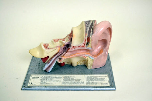 Vintage Anatomical Ear Model in Plastic and Wood from Somso, 1960s