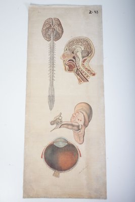 Vintage Anatomical School Poster-ALG-685999