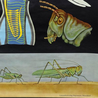 Vintage Biology Animals Bush Cricket School Wall Chart by Jung Koch Quentell-KJP-1149303