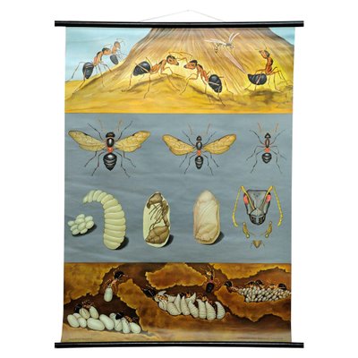 Vintage Biology Animals Red Wood Ant School Wall Chart by Jung Koch Quentell-KJP-1149302