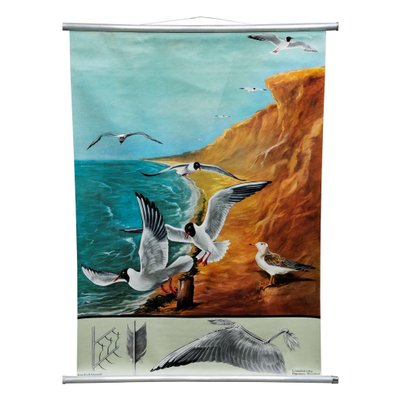 Vintage Birds Black-Headed Gull Wall Chart Picture Poster by Jung Koch Quentell-KJP-1149231