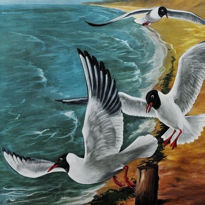 Vintage Birds Black-Headed Gull Wall Chart Picture Poster by Jung Koch Quentell-KJP-1149231