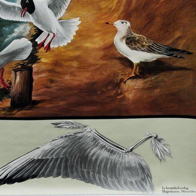 Vintage Birds Black-Headed Gull Wall Chart Picture Poster by Jung Koch Quentell-KJP-1149231