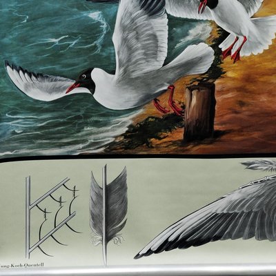 Vintage Birds Black-Headed Gull Wall Chart Picture Poster by Jung Koch Quentell-KJP-1149231