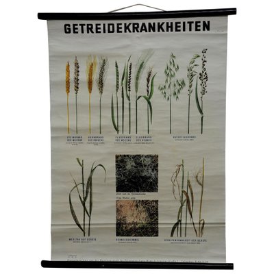 Vintage Crop Diseases Botanical Poster Pull Down Wall Chart-KJP-1149478