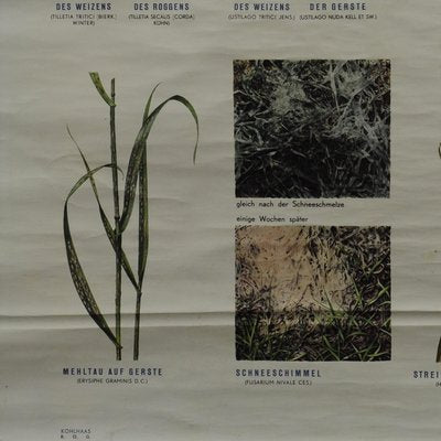 Vintage Crop Diseases Botanical Poster Pull Down Wall Chart-KJP-1149478