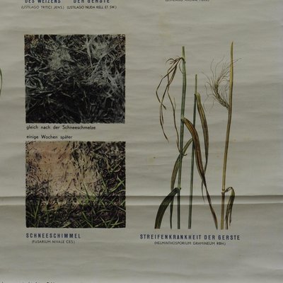 Vintage Crop Diseases Botanical Poster Pull Down Wall Chart-KJP-1149478