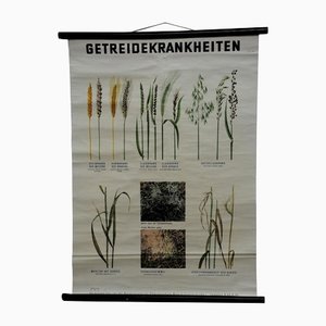 Vintage Crop Diseases Botanical Poster Pull Down Wall Chart-KJP-1149478