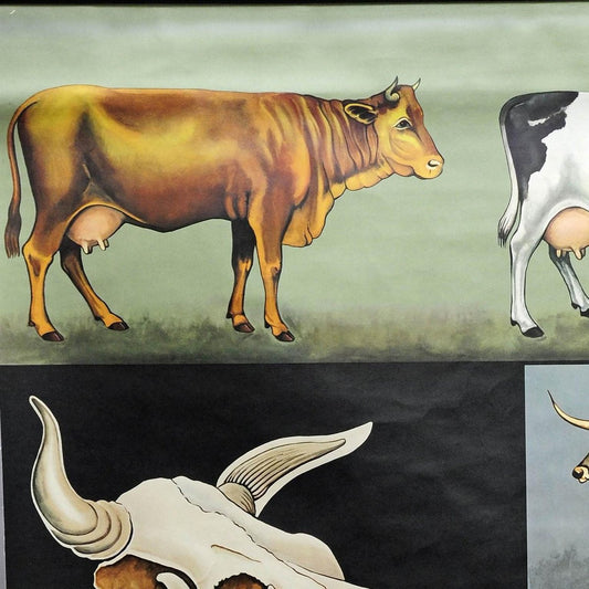 Vintage Deco Cattle Cow Anatomy Art Print Wall Chart Poster by Jung Koch Quentell