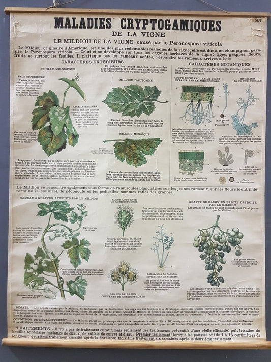 Vintage Disease of the Vines Poster on Toile