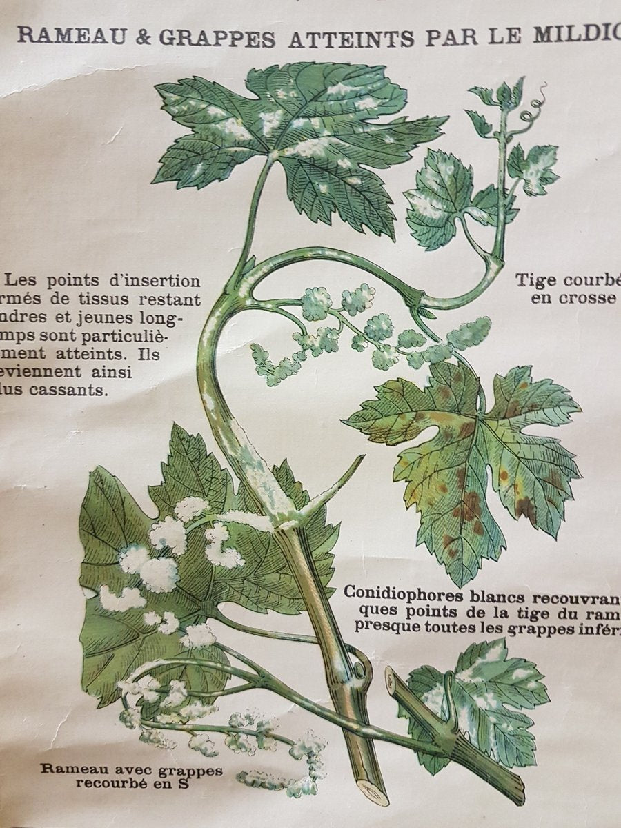 Vintage Disease of the Vines Poster on Toile