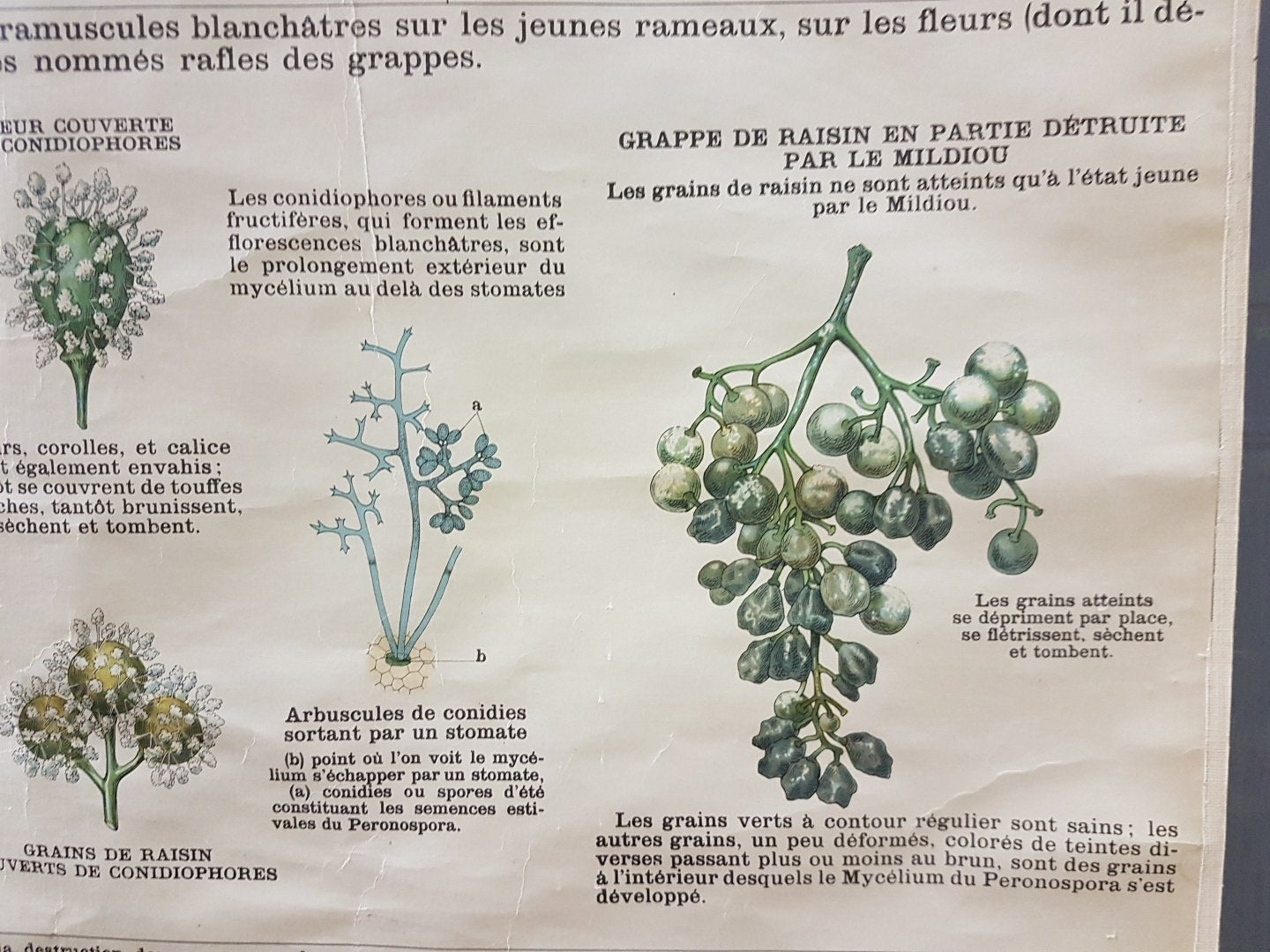 Vintage Disease of the Vines Poster on Toile