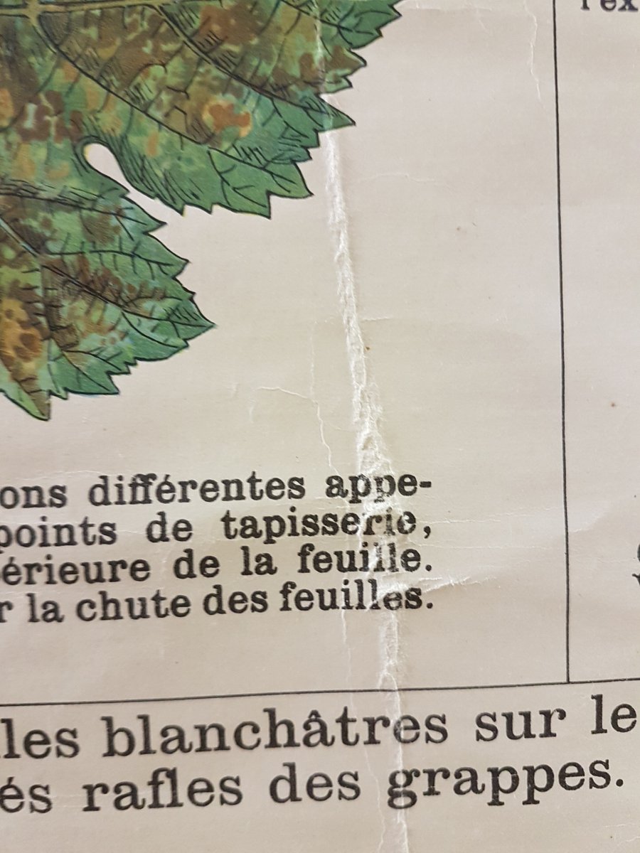 Vintage Disease of the Vines Poster on Toile