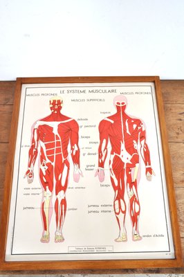 Vintage Double Sided School Posters in Frame of the Human Body, 1950s-AOX-2024623