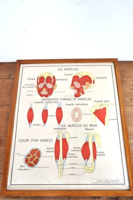 Vintage Double Sided School Posters in Frame of the Human Body, 1950s-AOX-2024623