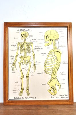 Vintage Double Sided School Posters in Frame of the Human Body, 1950s-AOX-2024623