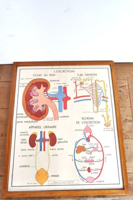 Vintage Double Sided School Posters in Frame of the Human Body, 1950s-AOX-2024623