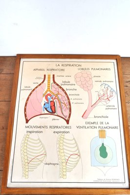 Vintage Double Sided School Posters in Frame of the Human Body, 1950s-AOX-2024623