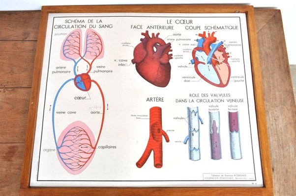 Vintage Double Sided School Posters in Frame of the Human Body, 1950s-AOX-2024623