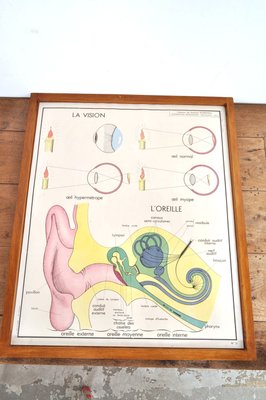 Vintage Double Sided School Posters in Frame of the Human Body, 1950s-AOX-2024623