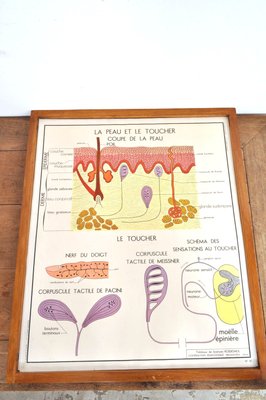 Vintage Double Sided School Posters in Frame of the Human Body, 1950s-AOX-2024623