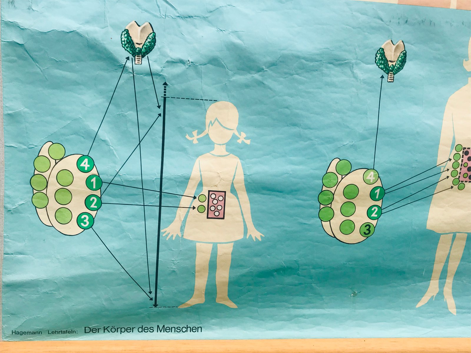 Vintage German Anatomical School Chart from Hagemann, 1960s