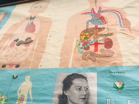 Vintage German Anatomical School Chart from Hagemann, 1960s-WQJ-754355