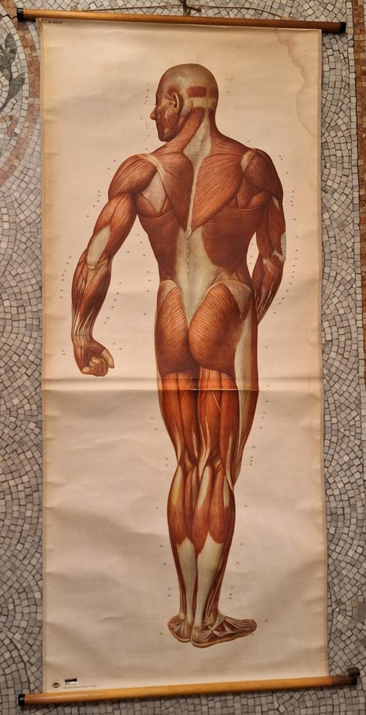 Vintage German Chart of the Human Body, Muscles, Germany, 1960