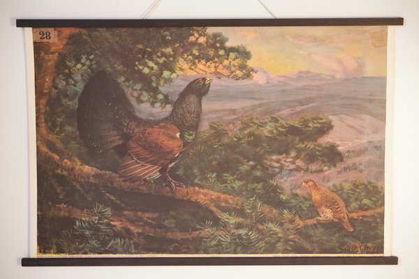 Vintage Grouse School Poster, 1938-IND-1419527