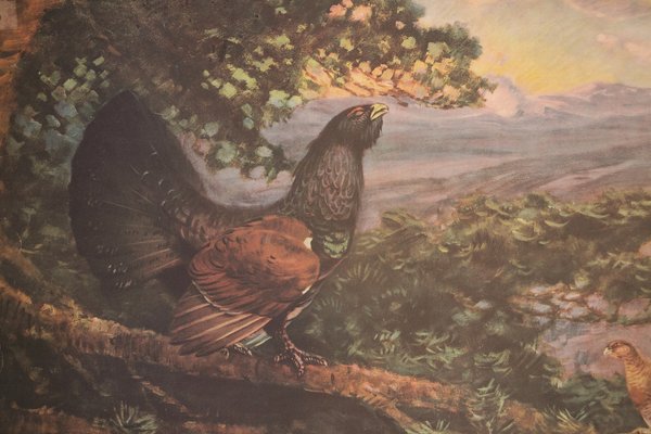 Vintage Grouse School Poster, 1938-IND-1419527