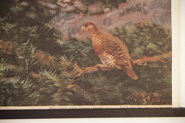 Vintage Grouse School Poster, 1938-IND-1419527