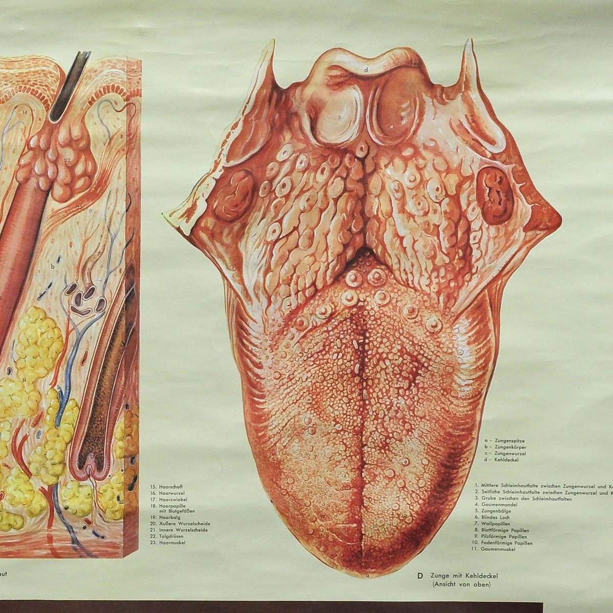 Vintage Human Skin Tongue Rollable Medical Wall Chart Poster