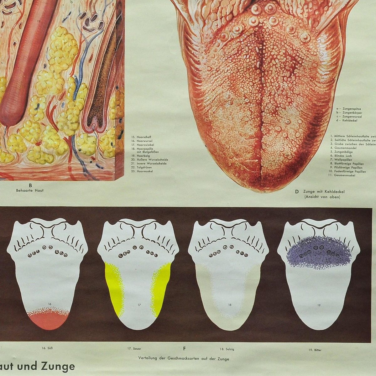 Vintage Human Skin Tongue Rollable Medical Wall Chart Poster