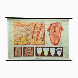 Vintage Human Skin Tongue Rollable Medical Wall Chart Poster-KJP-1149246