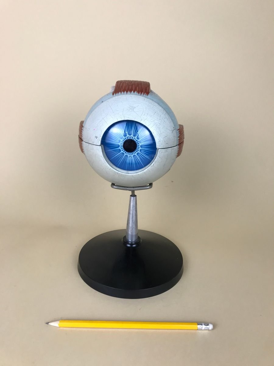 Vintage Italian Anatomical Human Left Eye Model in Plastic from Paravia, 1960s