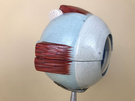 Vintage Italian Anatomical Human Left Eye Model in Plastic from Paravia, 1960s-YNA-773394