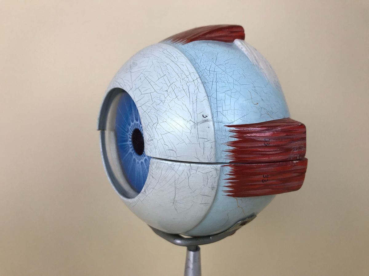 Vintage Italian Anatomical Human Left Eye Model in Plastic from Paravia, 1960s