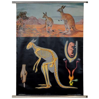 Vintage Kangaroo Australian Landscape Pull Down Wall Chart by Jung Koch Quentell-KJP-1149396