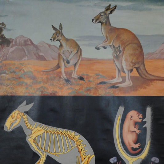 Vintage Kangaroo Australian Landscape Pull Down Wall Chart by Jung Koch Quentell