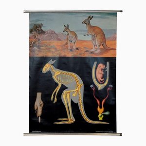 Vintage Kangaroo Australian Landscape Pull Down Wall Chart by Jung Koch Quentell-KJP-1149396