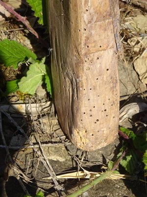 Vintage Ladder in Oak-ABK-2018078