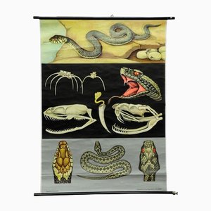 Vintage Reptiles Grass Snake Adder Picture Poster Wall Chart by Jung Koch Quentell-KJP-1149392