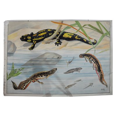 Vintage Salamander Newt Amphibians Tadpoles Underwater Wall Chart Print-KJP-1149329